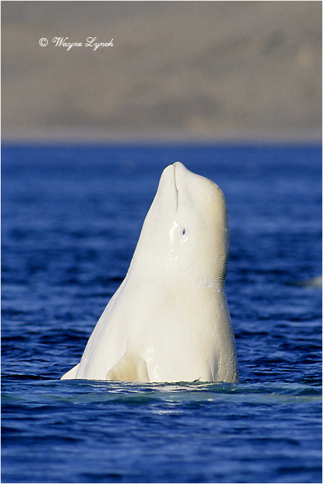 Beluga Whale 103 by Dr. Wayne Lynch &copy;